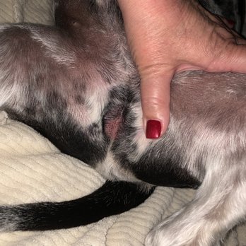 Pampered Pet Canine Center - Pet Groomers Near Me - Forest, Virginia