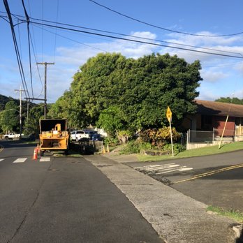 The Tree People - Tree Services Near Me - Honolulu, Hawaii The Tree People - Tree Services Near Me - Honolulu, Hawaii