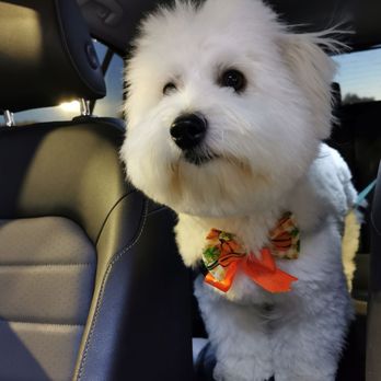 Dream Pet Grooming  - Pet Groomers Near Me - Irvine, California