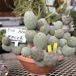 Poot's Cactus Nursery - Golf ball plant display