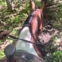 Photo of Cindy's Riding Stable