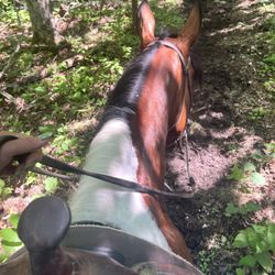 Cindy's Riding Stable - Cricket & me on the trail.