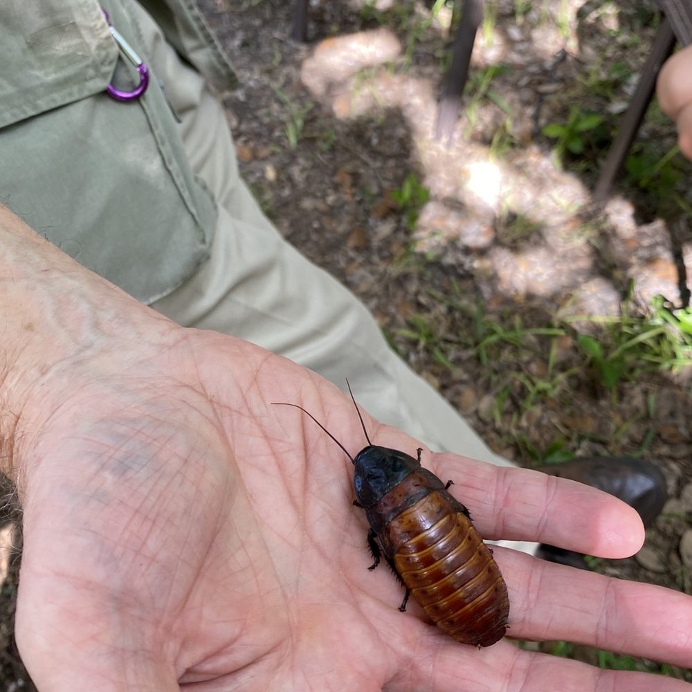 Learn Nature and Party Animals - Giant African cockroach - Party & Event Planning Near Me - San Antonio, Texas