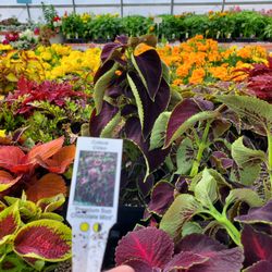 Tony's Green Thumb - Variation of Coleus