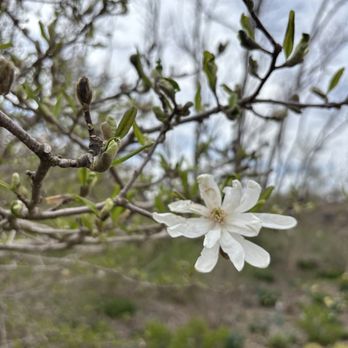 Lauritzen Gardens - Star magnolia - Venues & Event Spaces Near Me - Omaha, Nebraska Lauritzen Gardens - Star magnolia - Venues & Event Spaces Near Me - Omaha, Nebraska