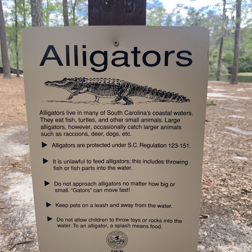 Poinsett State Park - Possible Alligators in Water - Parks Near Me - Wedgefield, South Carolina Poinsett State Park - Possible Alligators in Water - Parks Near Me - Wedgefield, South Carolina