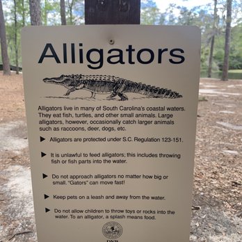 Poinsett State Park - Possible Alligators in Water - Parks Near Me - Wedgefield, South Carolina Poinsett State Park - Possible Alligators in Water - Parks Near Me - Wedgefield, South Carolina