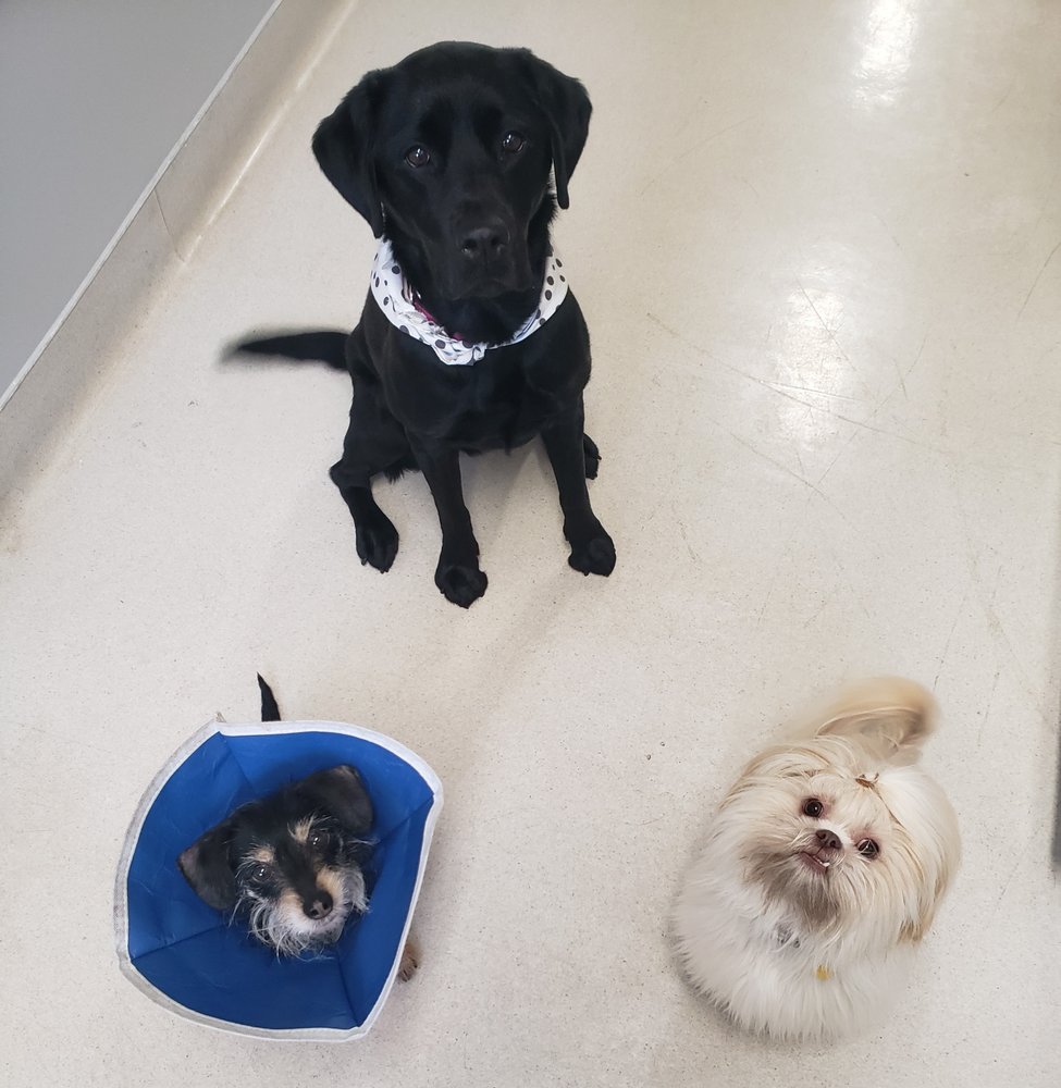 FURWELL VETERINARY HOSPITAL with photos Updated August 2024 13 Photos 1901 Brushy Creek Rd