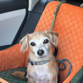 Doggie Styles - Pet Groomers Near Me - Glendale, California Doggie Styles - Pet Groomers Near Me - Glendale, California