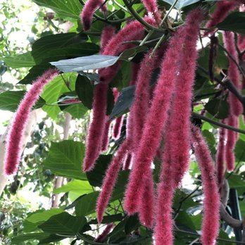 Bloedel Conservatory - Botanical Gardens Near Me - Vancouver, British Columbia