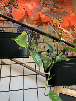 Avoca Coffee Roasters by null