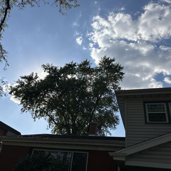Tall Oaks Tree Service - After - Tree Services Near Me - Wheaton, Illinois Tall Oaks Tree Service - After - Tree Services Near Me - Wheaton, Illinois