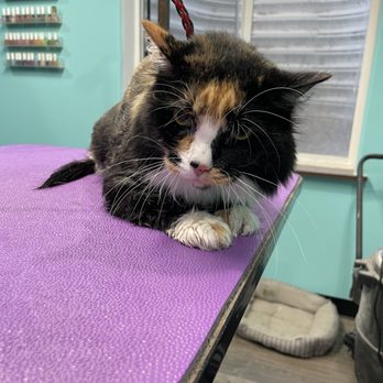 Top Paws Pet Salon - Pet Groomers Near Me - Eagle Mountain, Utah
