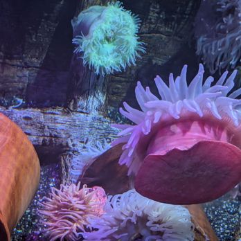 Sea Life - Aquariums Near Me - Orlando, Florida Sea Life - Aquariums Near Me - Orlando, Florida