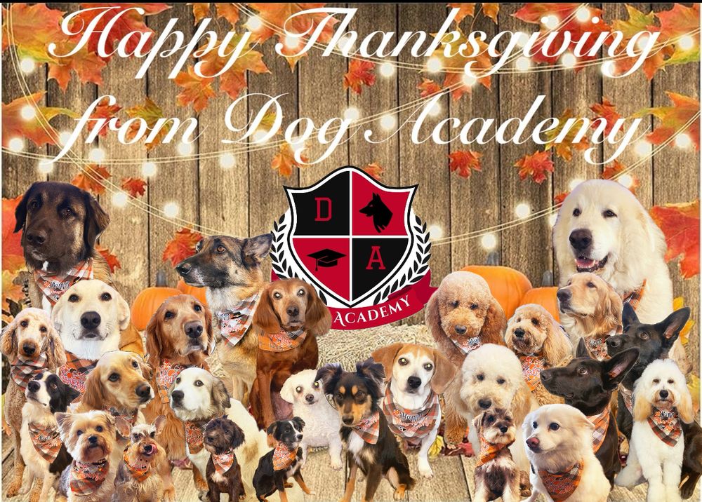 Dog Academy Image