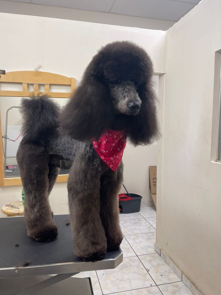 PET AVENUE GROOMING & DAY CARE 103 Photos & 83 Reviews 439 SW 8th