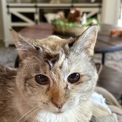 Clifton Veterinary Clinic - Our sweet Lizzy 19 yrs old