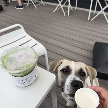 Tot Coffee - Blueberry matcha latte & pup cup - Coffee & Tea Near Me - Redondo Beach, California