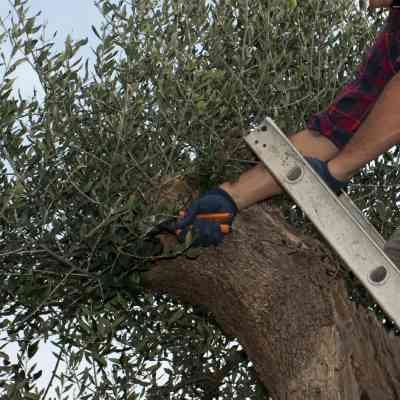 EMMANUEL TREE EXPERTS - Updated November 2025 - 15 Photos - Baltimore ...