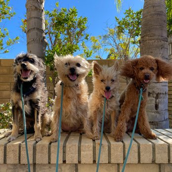 Tiny Tails LA - Walks daily! - Pet Boarding Near Me Tiny Tails LA - Walks daily! - Pet Boarding Near Me