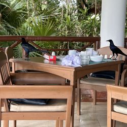 Grand Palladium Kantenah - Tables sat so long to be cleaned we shared breakfast with the crows.