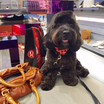 Star Dogs - Another great cut at star dogs! - Pet Groomers Near Me - La Mesa, California