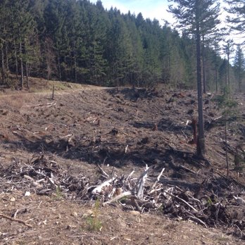 Poo Poo Point - Chirico Trail - The results of deforestation and lumber industry - Hiking Near Me