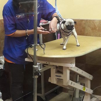 PetSmart - I love how they do the nails to my litter Pug. Always good quality service. Staff is great! - Pet Stores Near Me - Pembroke Pines, Florida
