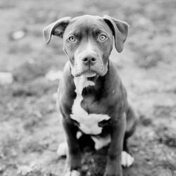 K-9 State Of Mind - Spike when he was a puppy. Now he is a big boy and all trained.