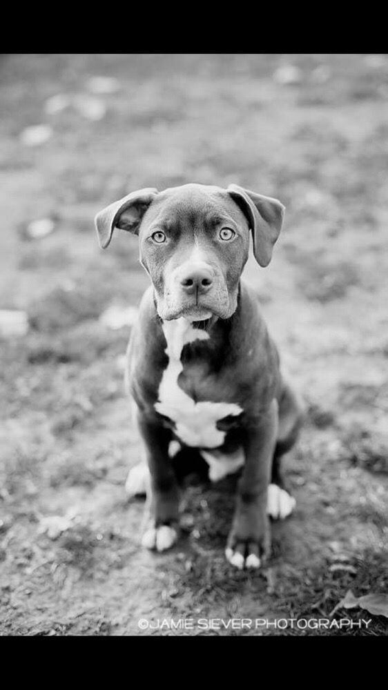 K-9 State Of Mind - pet boarding facility in Boothwyn, PA