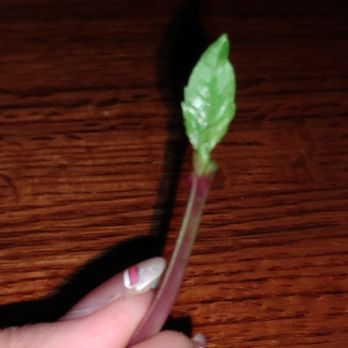 Basil Leaf Vietnamese Restaurant - A tiny basil leave at basil leaf restaurant - Vietnamese Near Me - Albuquerque, New Mexico