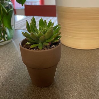 Trader Joe's - Succulent - Grocery Near Me - Camarillo, California