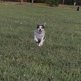 The Pet Advocate - Veterinarians Near Me - Tracy, California The Pet Advocate - Veterinarians Near Me - Tracy, California