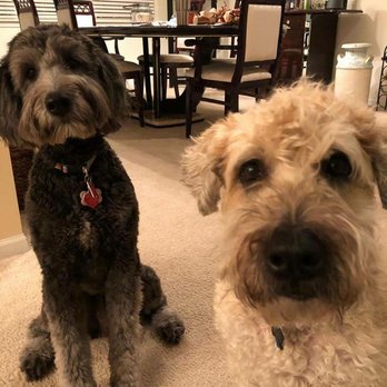 Walkin 'N' Rollin - Pet Sitting Near Me - Downers Grove, Illinois Walkin 'N' Rollin - Pet Sitting Near Me - Downers Grove, Illinois