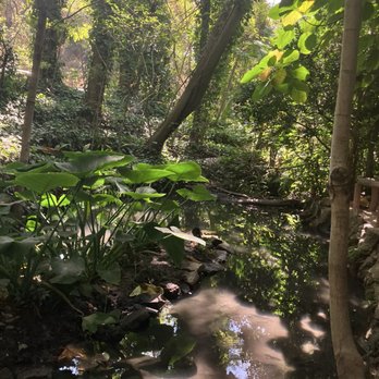 Fern Dell - Hiking Near Me - Los Angeles, California