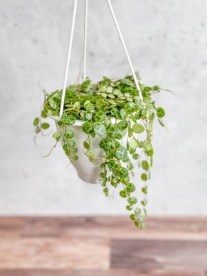 Ed's Plant Shop by null