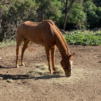 Brad Woods Mitzi Woods Stables - Horse Boarding Near Me - Austin, Texas Brad Woods Mitzi Woods Stables - Horse Boarding Near Me - Austin, Texas