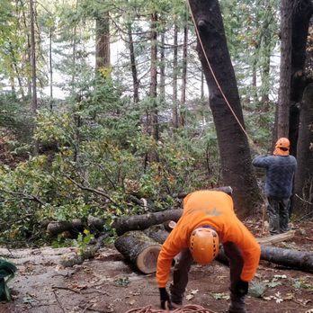 Discovery Tree Care - Tree Services Near Me - Ceres, California Discovery Tree Care - Tree Services Near Me - Ceres, California