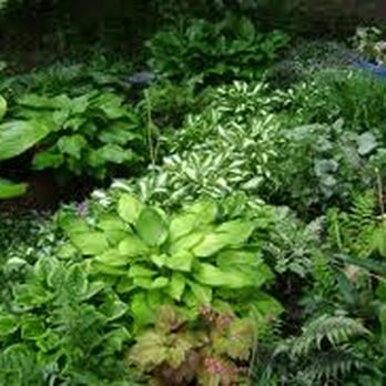 Mt Tam Gardener - a variety of plants in a garden - Landscaping Near Me