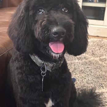 Spring Klein Pet Salon - Bernedoodle - Pet Groomers Near Me - Spring, Texas Spring Klein Pet Salon - Bernedoodle - Pet Groomers Near Me - Spring, Texas