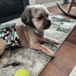 A Pooch Parlor