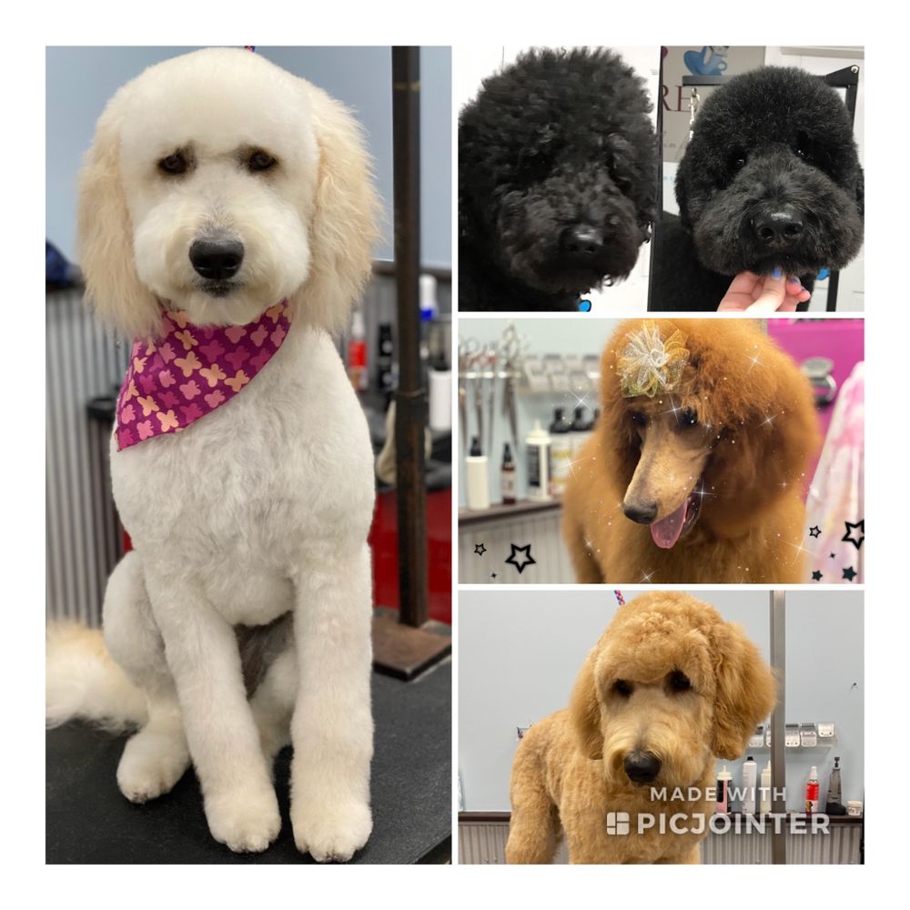 SHEAR PAWFECTION 101 Photos & 15 Reviews 892 Business 28, Milford