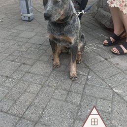 Cutest cattle dog ever Cutest cattle dog ever