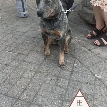 Leavenworth - Cutest cattle dog ever - Local Flavor Near Me - Leavenworth, Washington Leavenworth - Cutest cattle dog ever - Local Flavor Near Me - Leavenworth, Washington