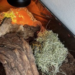 Parker Exotic Pets - Our rescue tortoise!