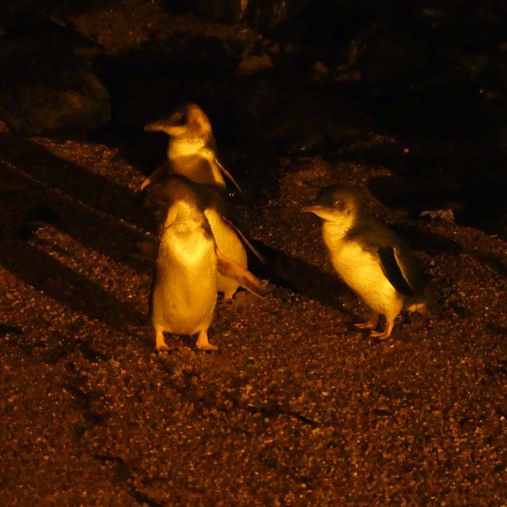 Low Head Penguin Tours - Travel Services Near Me - George Town, TAS