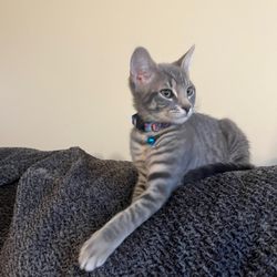 Providence Animal Rescue League - Smokey's happy