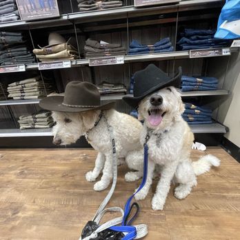 Pawsitive Focus - Pet Training Near Me Pawsitive Focus - Pet Training Near Me