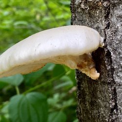 Lake of the Isles - Oyster Mushroom photo perspective * delicious anti-inflammatory, anyone?