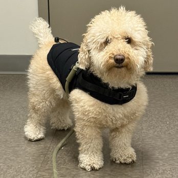 Groomingbells - Before his haircut. - Pet Groomers Near Me - Oceanside, New York Groomingbells - Before his haircut. - Pet Groomers Near Me - Oceanside, New York